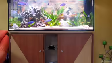 Becken 332 von Frank Schmitt