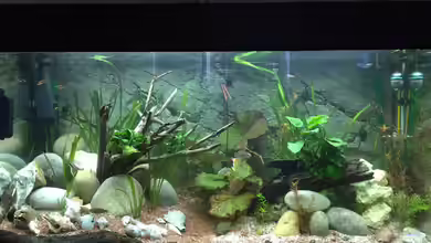 Becken 33208 von Bastibyday