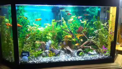 Becken 33302 von Paul Klekar