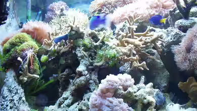 Becken 3332 von Müller Jörg