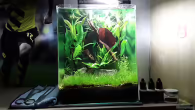 Becken 33382 von Scaperlu