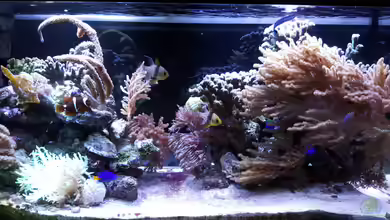 Becken 33442 von Michael Marti