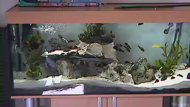 Becken 335 von Dirk Bommes