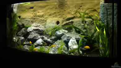 Becken 3353 von Jörn Thiedemann