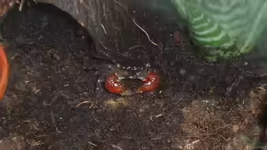 Becken 3360 von Daniela Bleidt