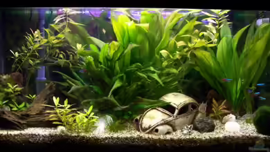 Becken 3366 von Dominic und Bianca Gessner