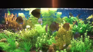 Becken 3368 von Skorpion fan