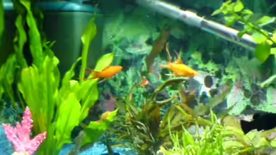 Becken 3394 von Sascha Ebers