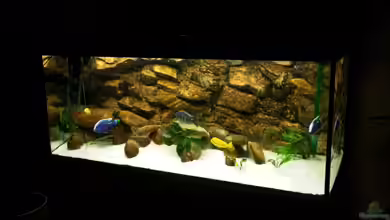 Becken 3408 von Thomas Fricke