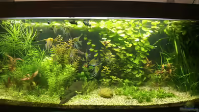 Becken 34106 von Standard