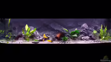 Becken 34206 von Boeri