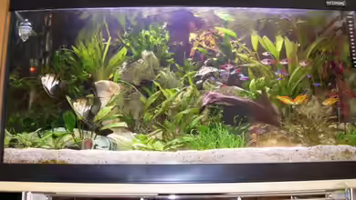 Becken 3444 von Markus Schwally