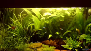 Becken 3445 von Thomas Kurth