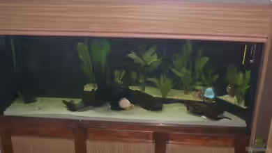 Becken 3460 von Michael Müller