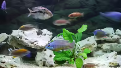 Becken 35 von Ribana Wolf-Sattler