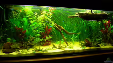 Becken 3526 von Burgherr