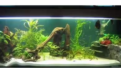 Becken 3536 von eesee