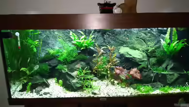 Becken 35375 von Hagen Stackmann