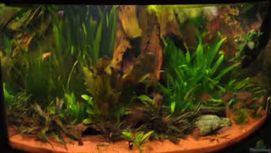 Becken 3560 von David Deutschmann