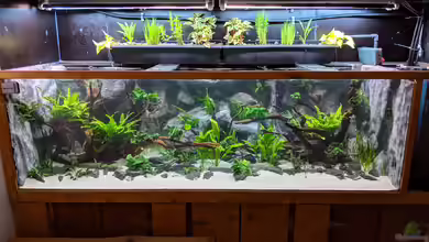 Becken 35673 von Fischfritze