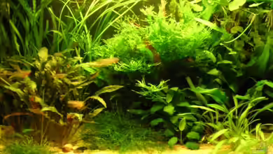 Becken 3571 von Jasmin