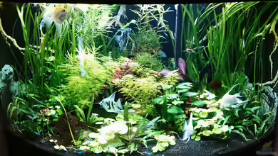 Becken 35946 von Helene