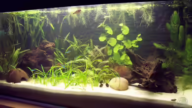 Becken 3599 von Kirsten Bishay