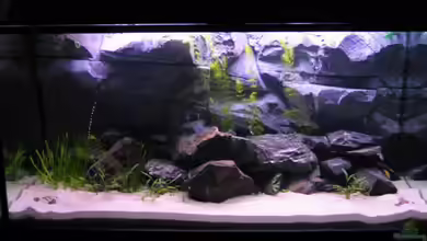 Becken 3627 von Artur Schumacher