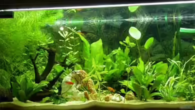 Becken 3636 von Joana Black