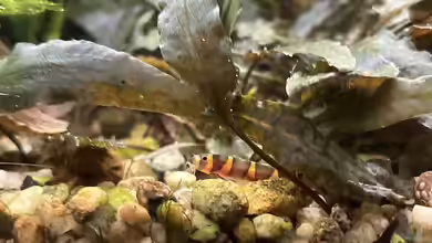 Becken 36541 180 Liter Entspannung von Ceylon