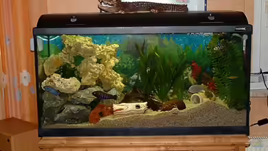 Becken 3663 von Sascha Keltz