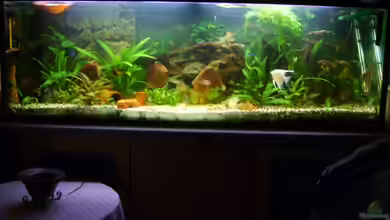 Becken 3686 von Patrick Ebert