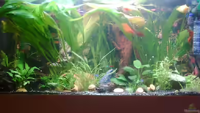 Becken 3690 von Melanie Arnold