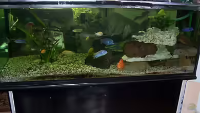 Becken 3705 von Ingo Niehoff