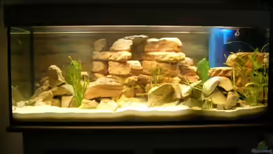 Becken 3719 von Mikolas Rost