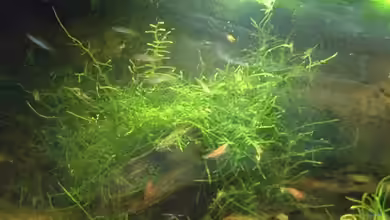 Becken 3742 von Sebastian H.2