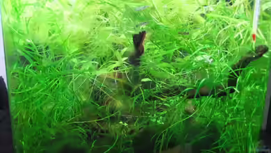 Becken 3748 von Herbst.Sturm