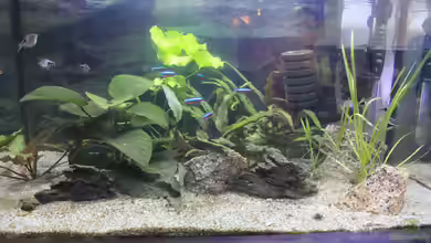 Becken 37945 von Gita