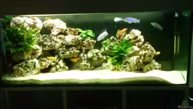 Becken 3839 von Georg Zinßer