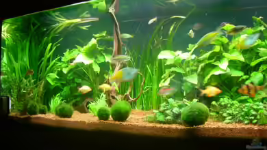 Becken 3848 von Sonja Kopf