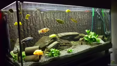 Becken 3882 von refo78