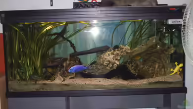 Becken 390 von Dirk Grieving