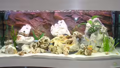 Becken 392 von Blackpearl