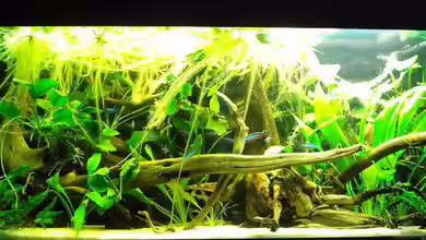 Becken 3931 von Garvin Borschewski