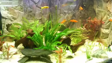 Becken 3947 von Dieter Schönherr