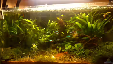 Becken 3956 von Marc Joist