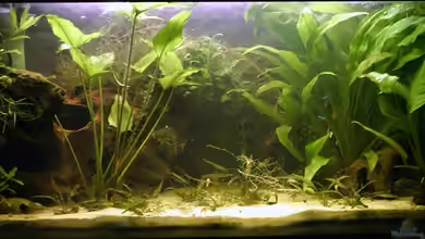 Becken 3969 von Juliane Schmidt