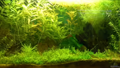 Becken 3983 von Sebastian H.3