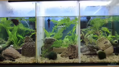 Becken 40460 von Gita