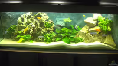 Becken 4080 von Leif Mahlerwein